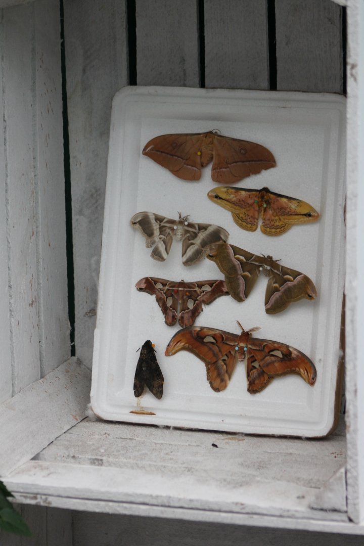 Butterfly-specimens