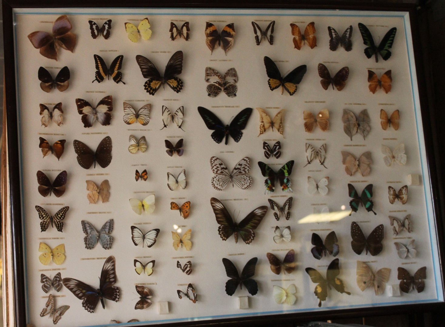 Butterfly-specimens