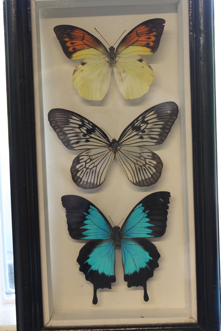 Butterfly specimens