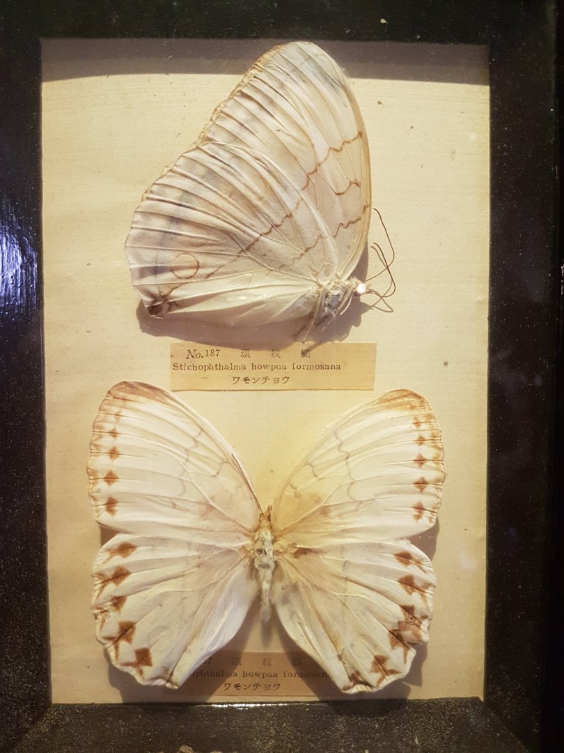 Butterfly-specimens