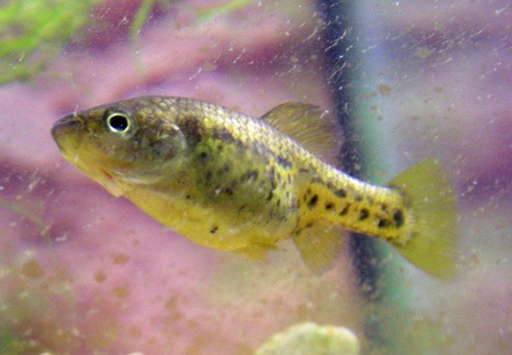 Butterfly Splitfin (Ameca splendens)