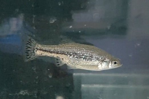 Butterfly splitfin - Ameca splendens