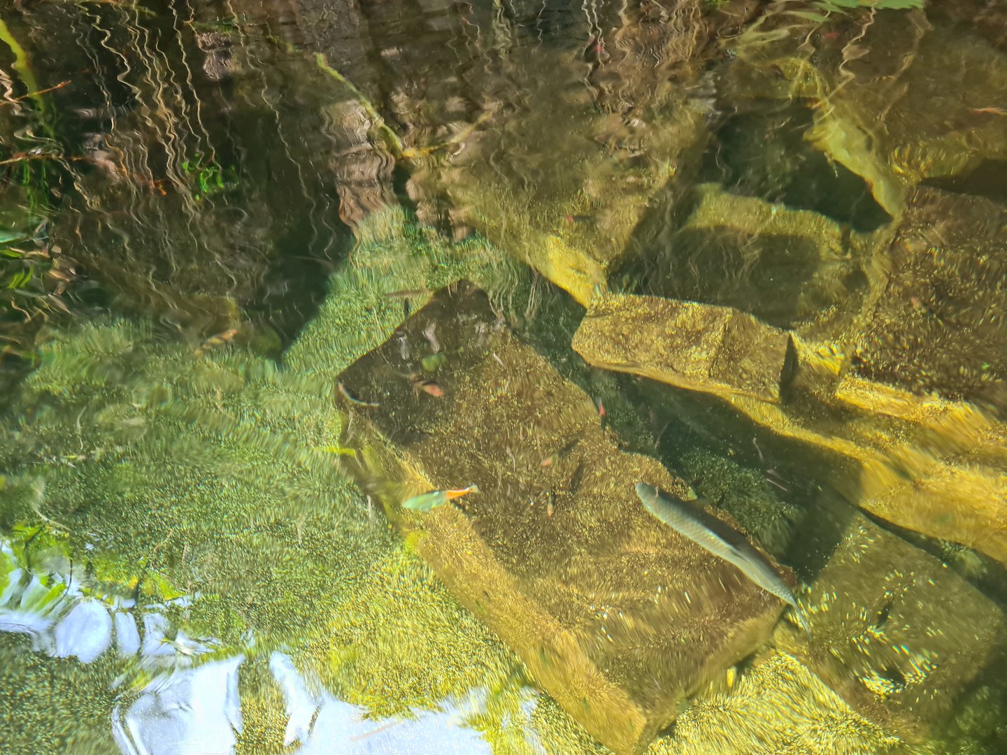 Butterfly temple - Aquarium top view