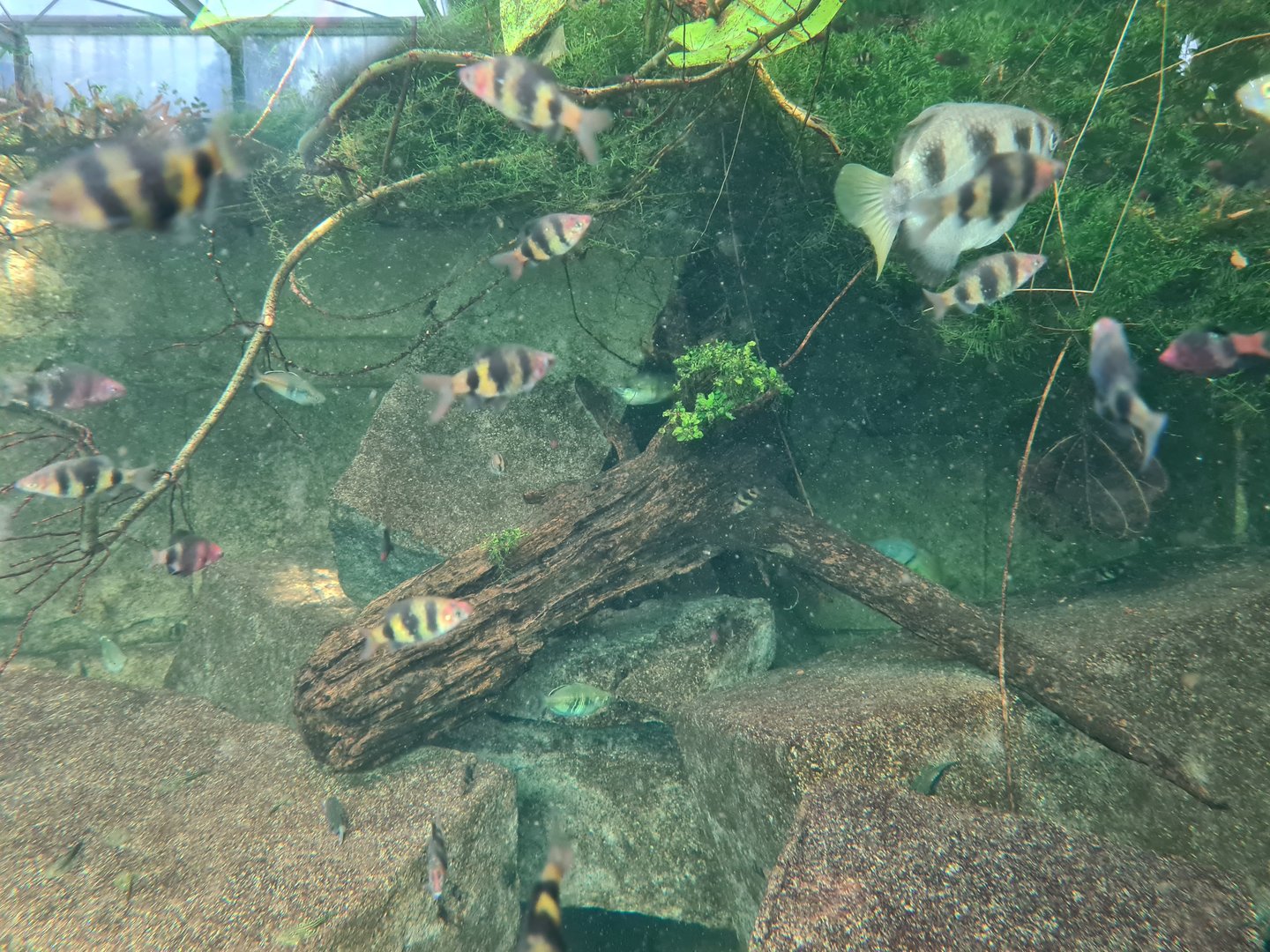 Butterfly temple - Black ruby barbs and Banded archerfish