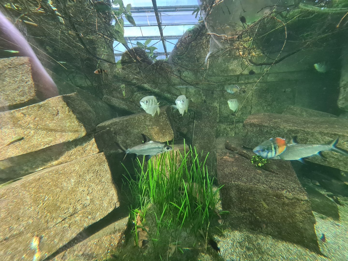 Butterfly temple - Boeseman's rainbowfish, Tricolour sharkminnow, Banded archerfish and Black ruby barb