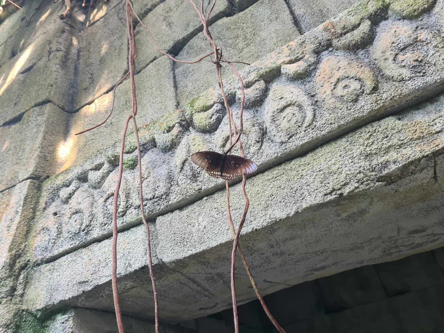 Butterfly temple - Common crow