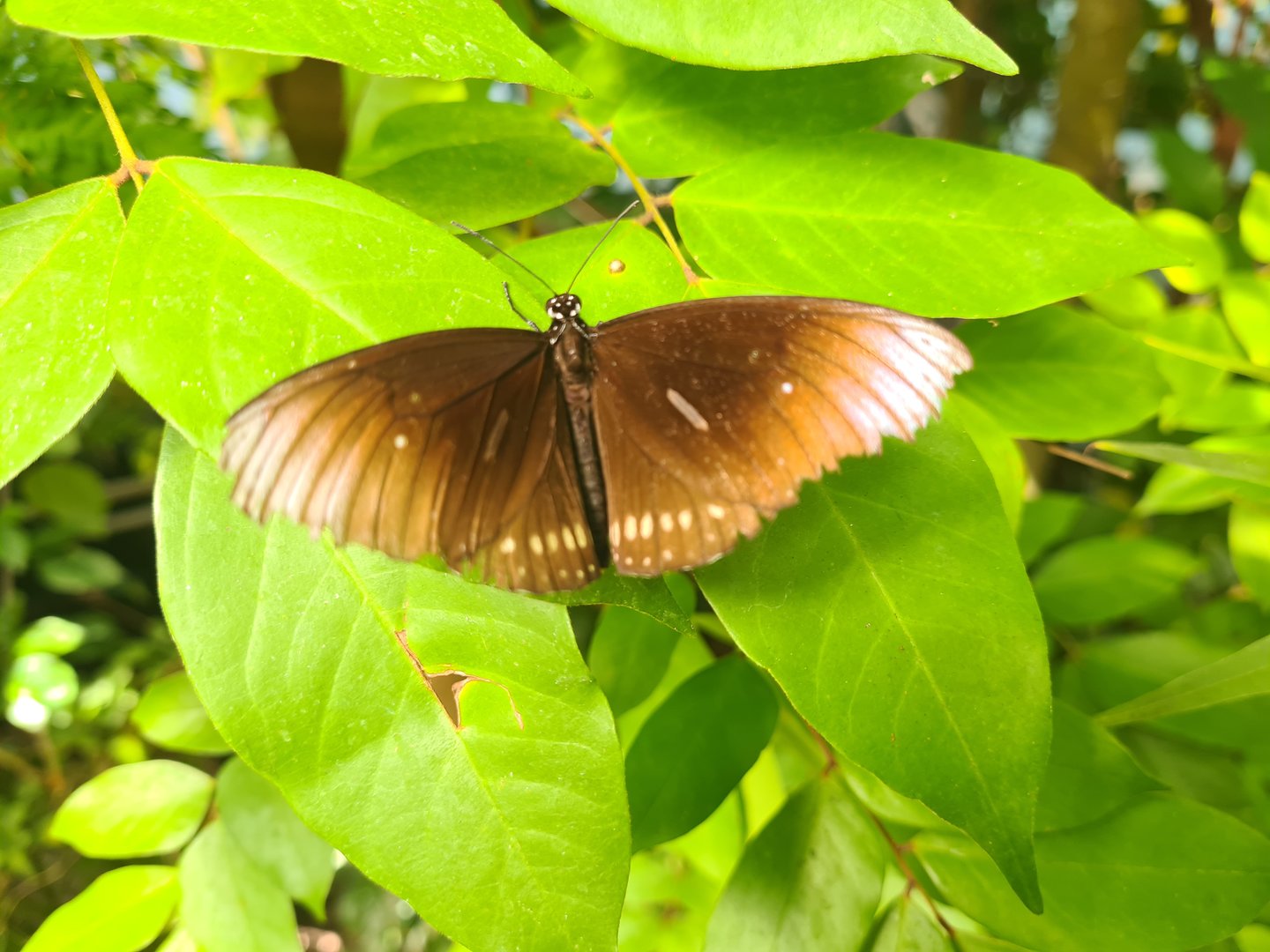 Butterfly temple - Common crow