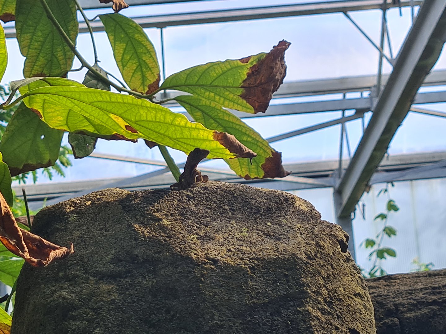 Butterfly temple - Cuban brown anole