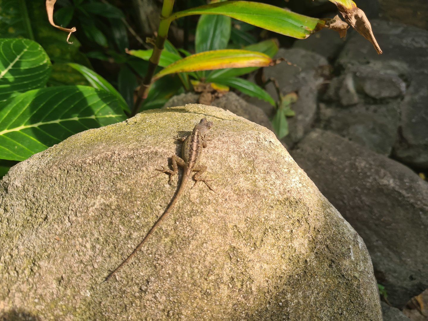 Butterfly temple - Cuban brown anole