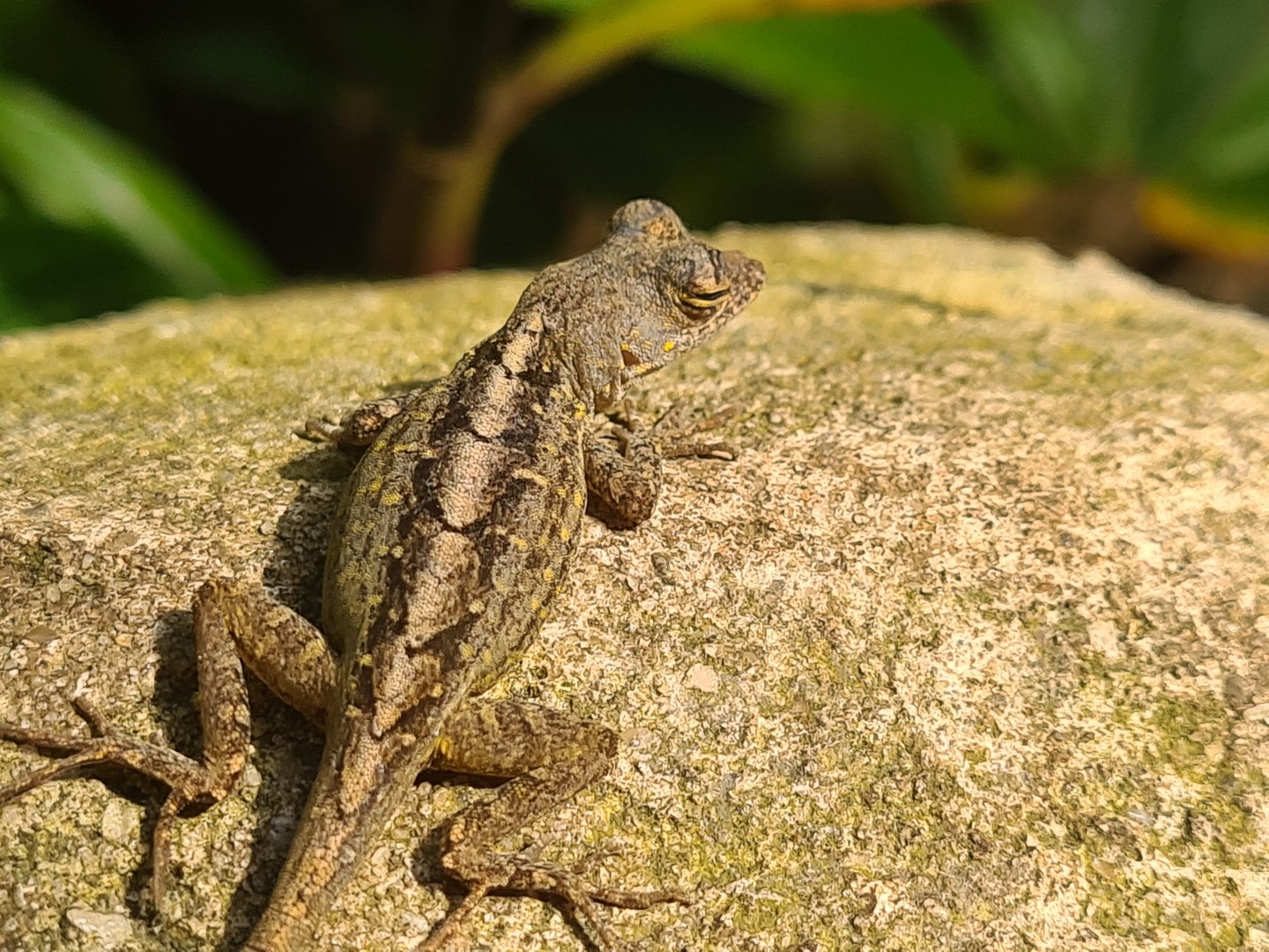 Butterfly temple - Cuban brown anole