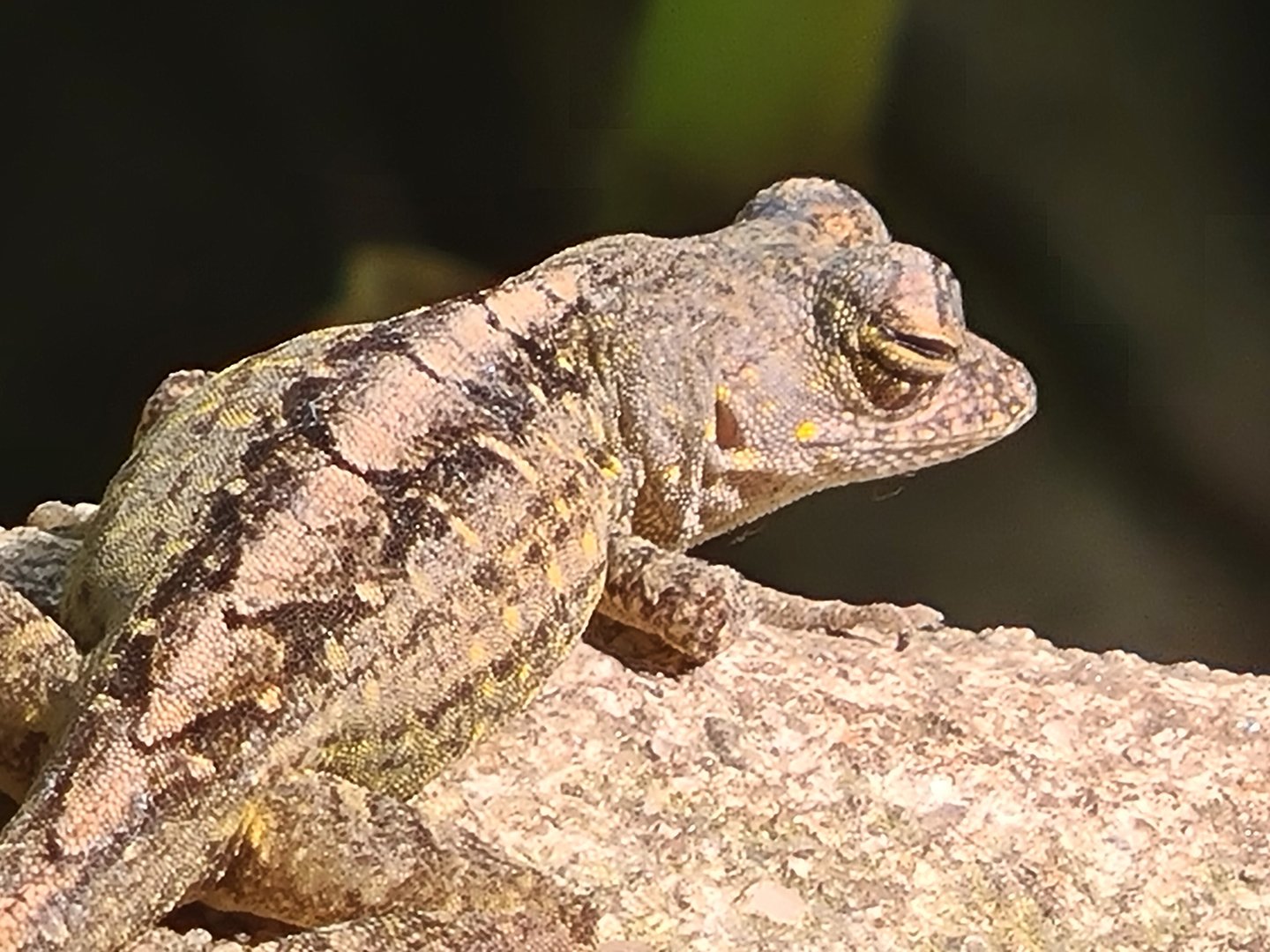 Butterfly temple - Cuban brown anole