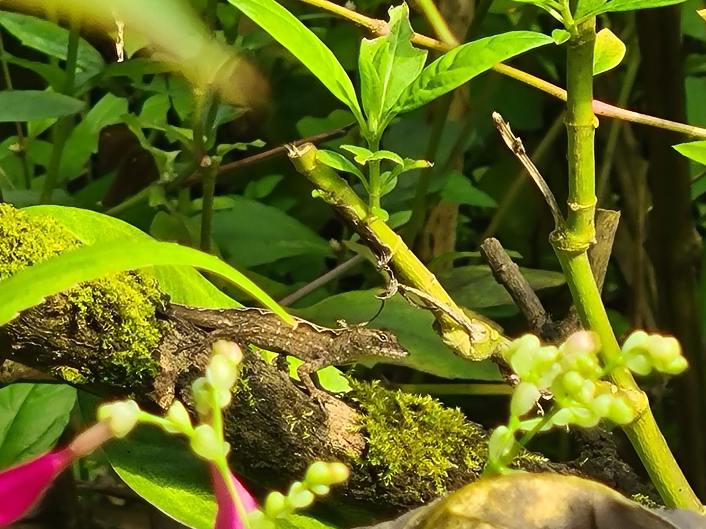 Butterfly temple - Cuban brown anole