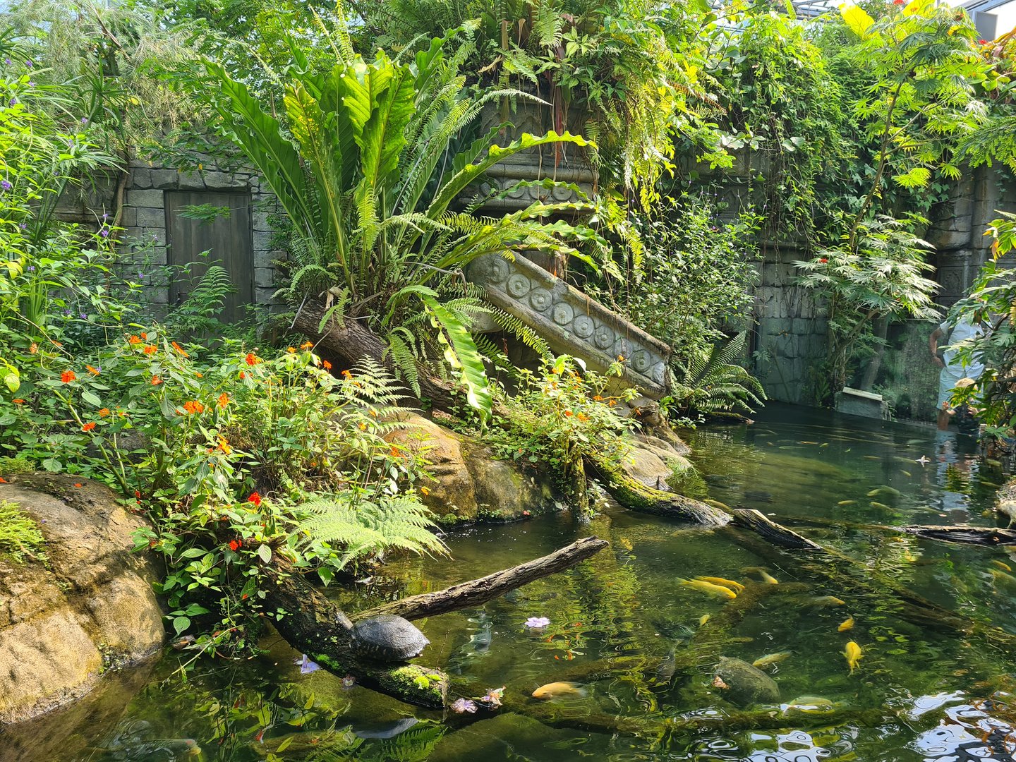 Butterfly temple - Dwarf crocodile enclosure