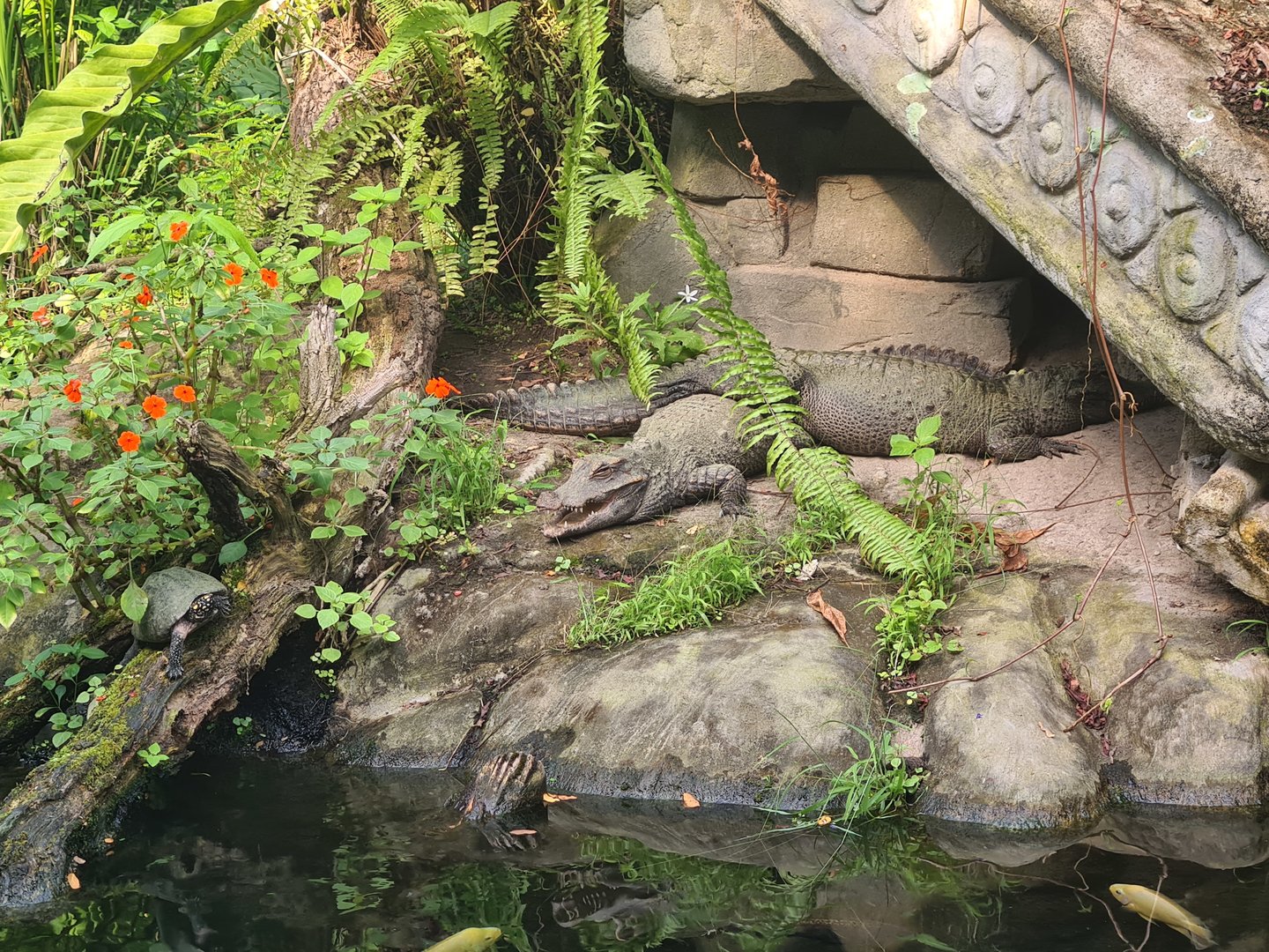 Butterfly temple - Dwarf crocodiles