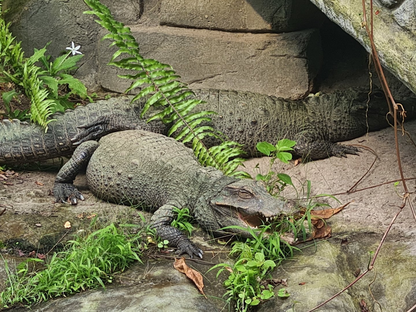 Butterfly temple - Dwarf crocodiles