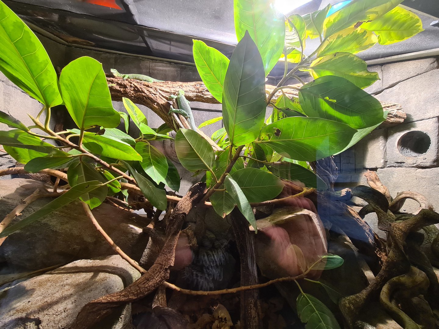 Butterfly temple - Emerald tree monitor enclosure left side