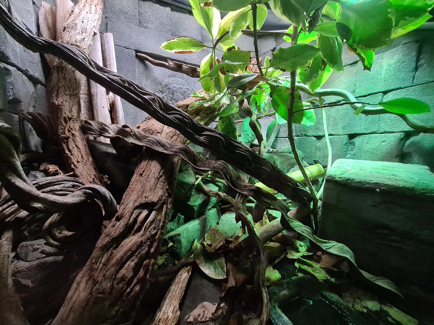 Butterfly temple - Emerald tree monitor enclosure right side