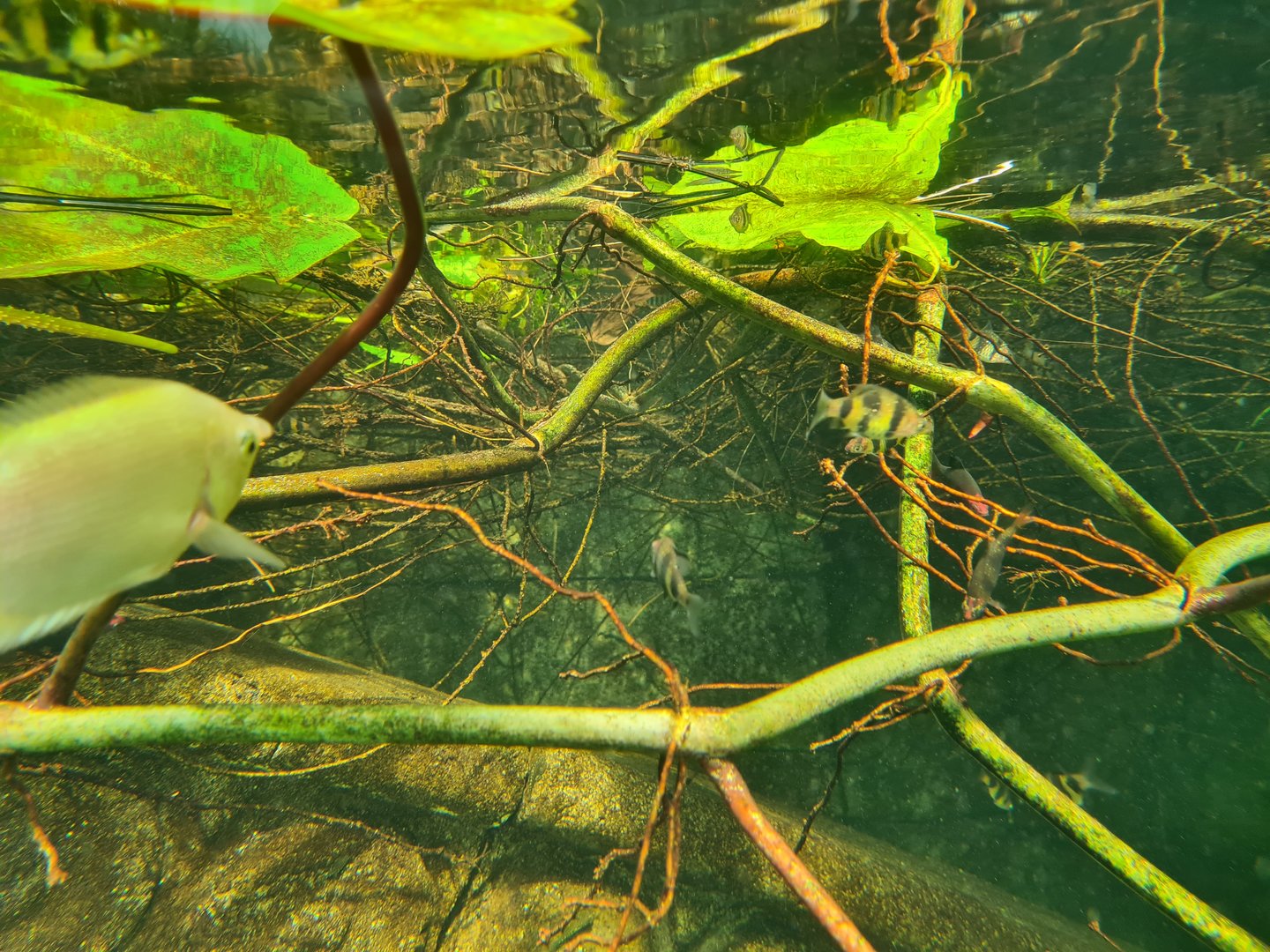 Butterfly temple - Kissing gourami, Black ruby barbs and Rosy barb