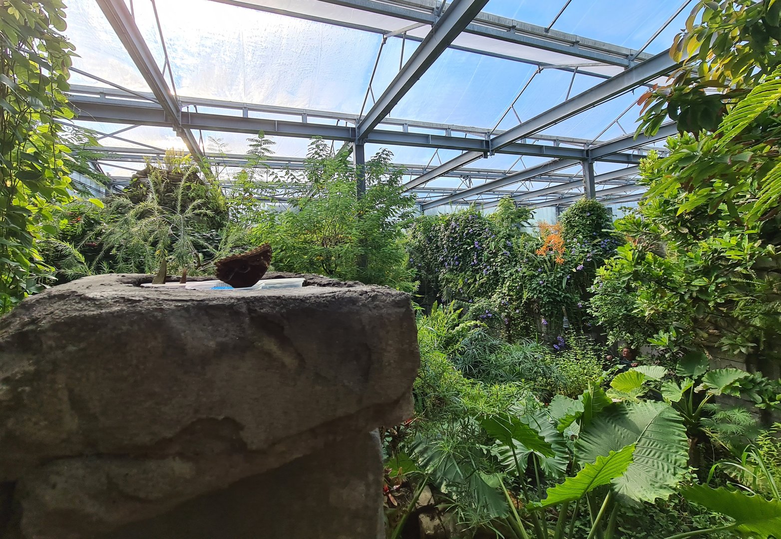 Butterfly temple - Overview and butterfly