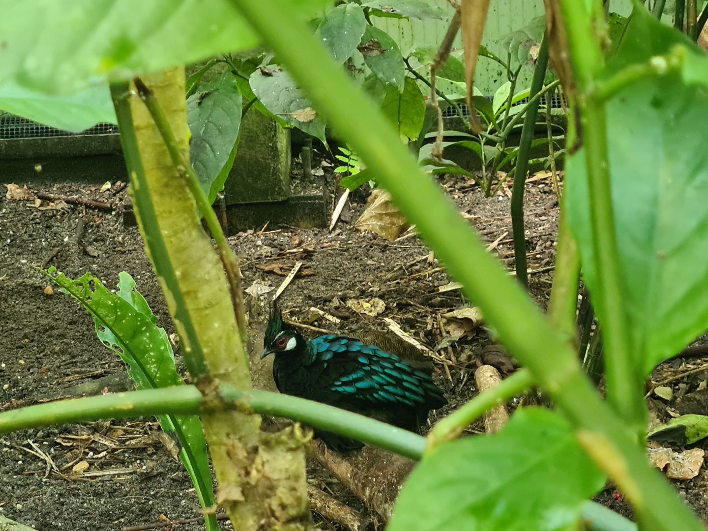 Butterfly temple - Palawan Peacock-pheasant