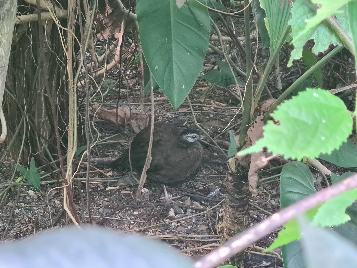 Butterfly temple - Palawan Peacock-pheasant
