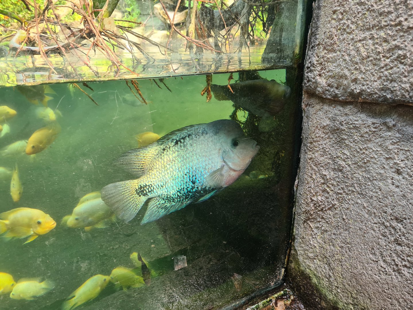 Butterfly temple - Redhead cichlid in Dwarf crocodile enclosure