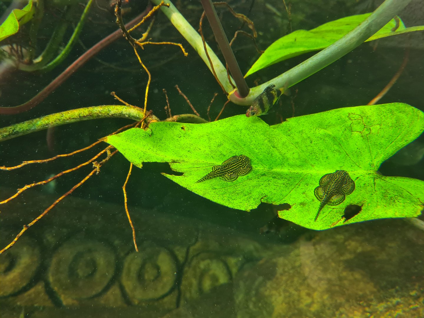 Butterfly temple - Reticulated hillstream loaches