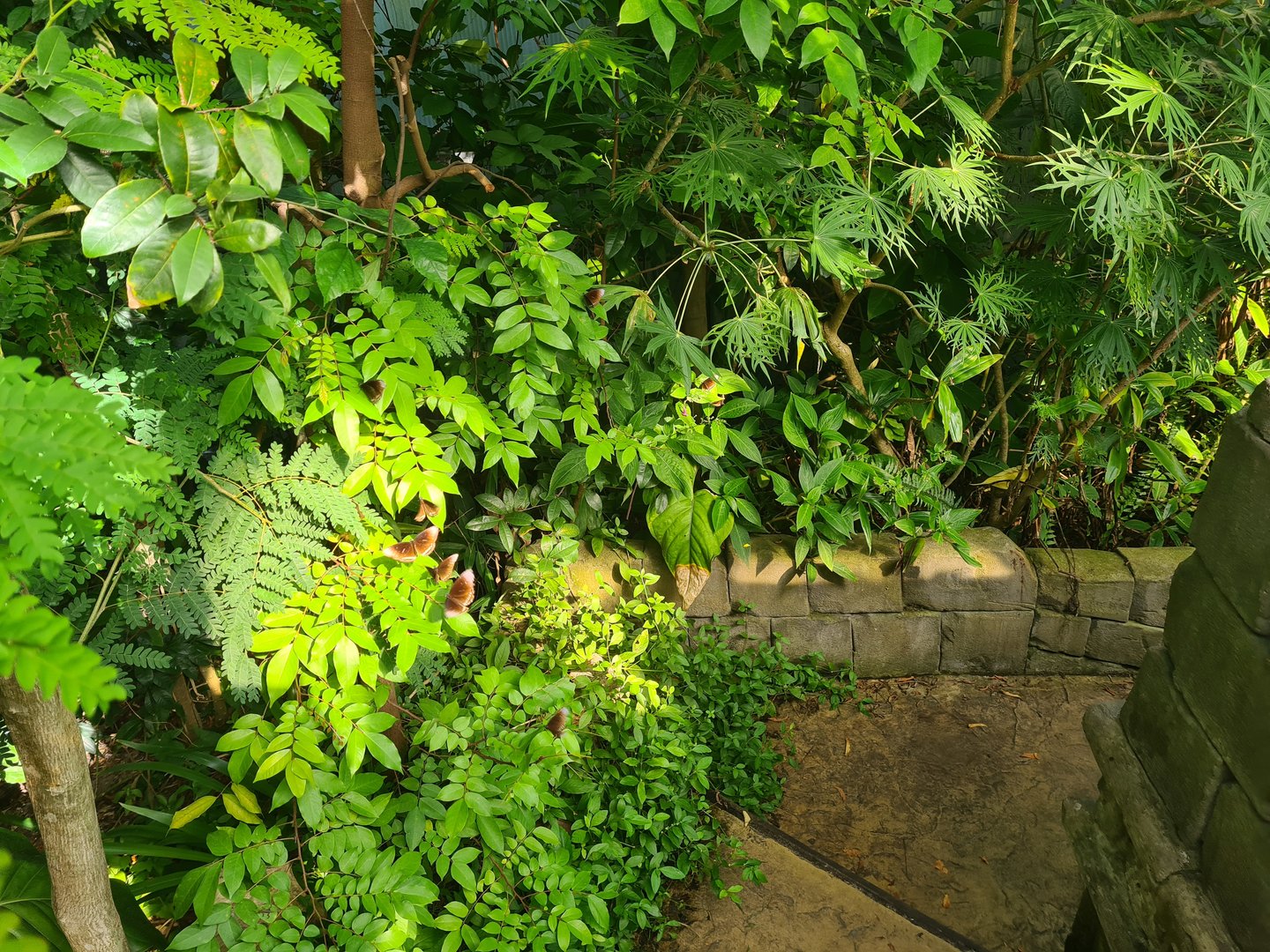 Butterfly temple - Swarm of Common crow butterflies