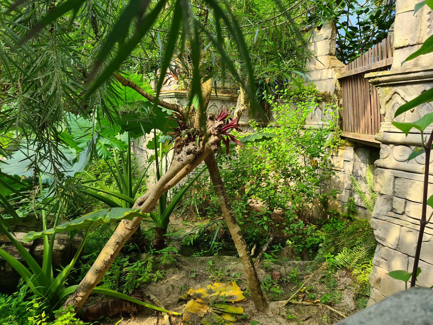 Butterfly temple - Top of Dwarf crocodile enclosure