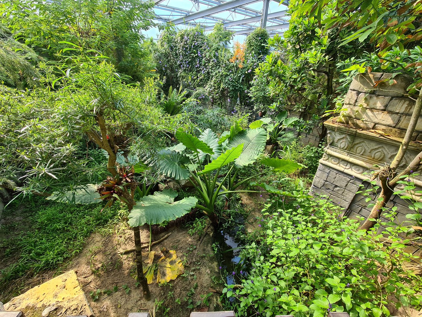Butterfly temple - Top of Dwarf crocodile enclosure