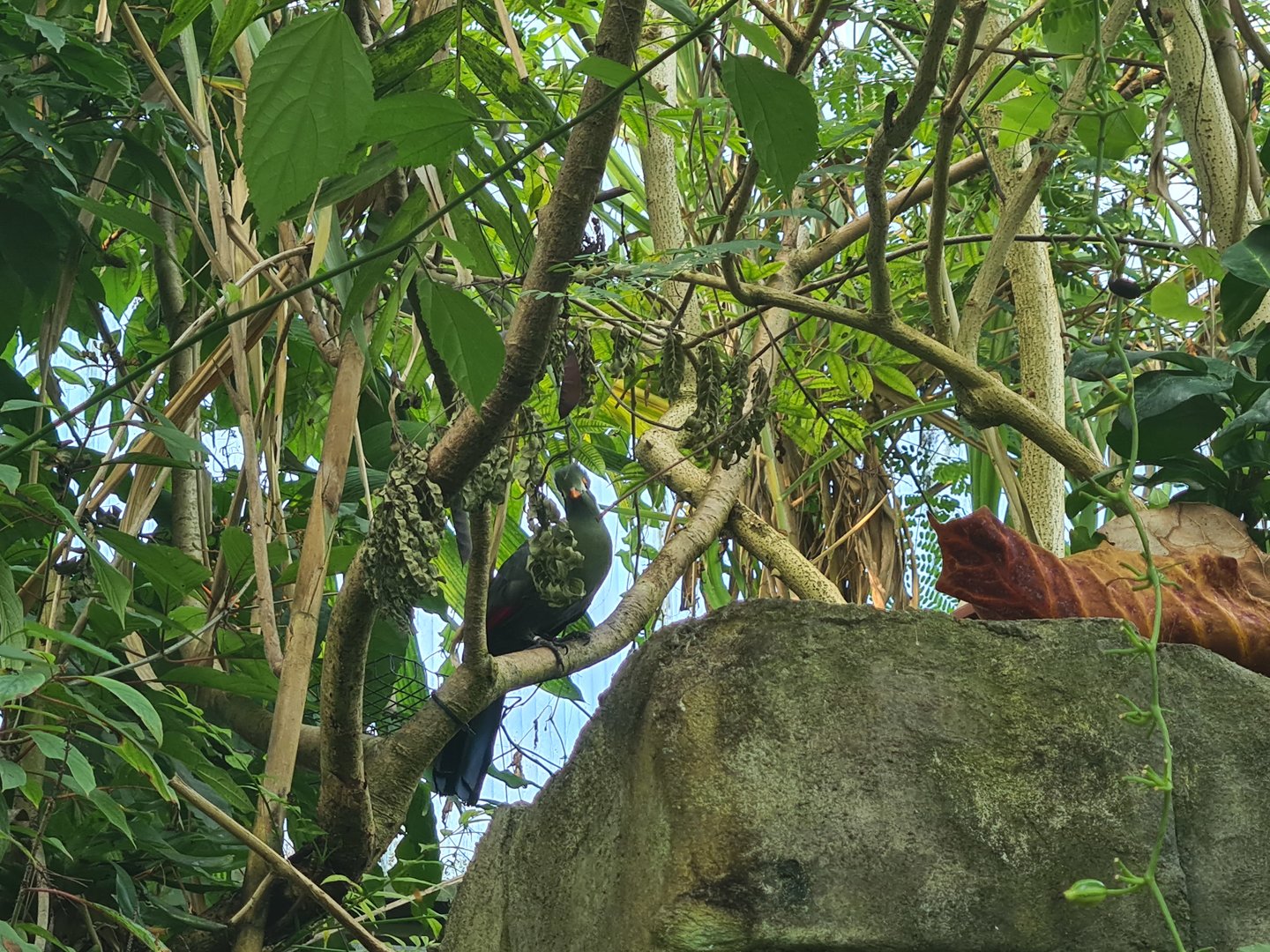 Butterfly temple - White-cheeked turaco