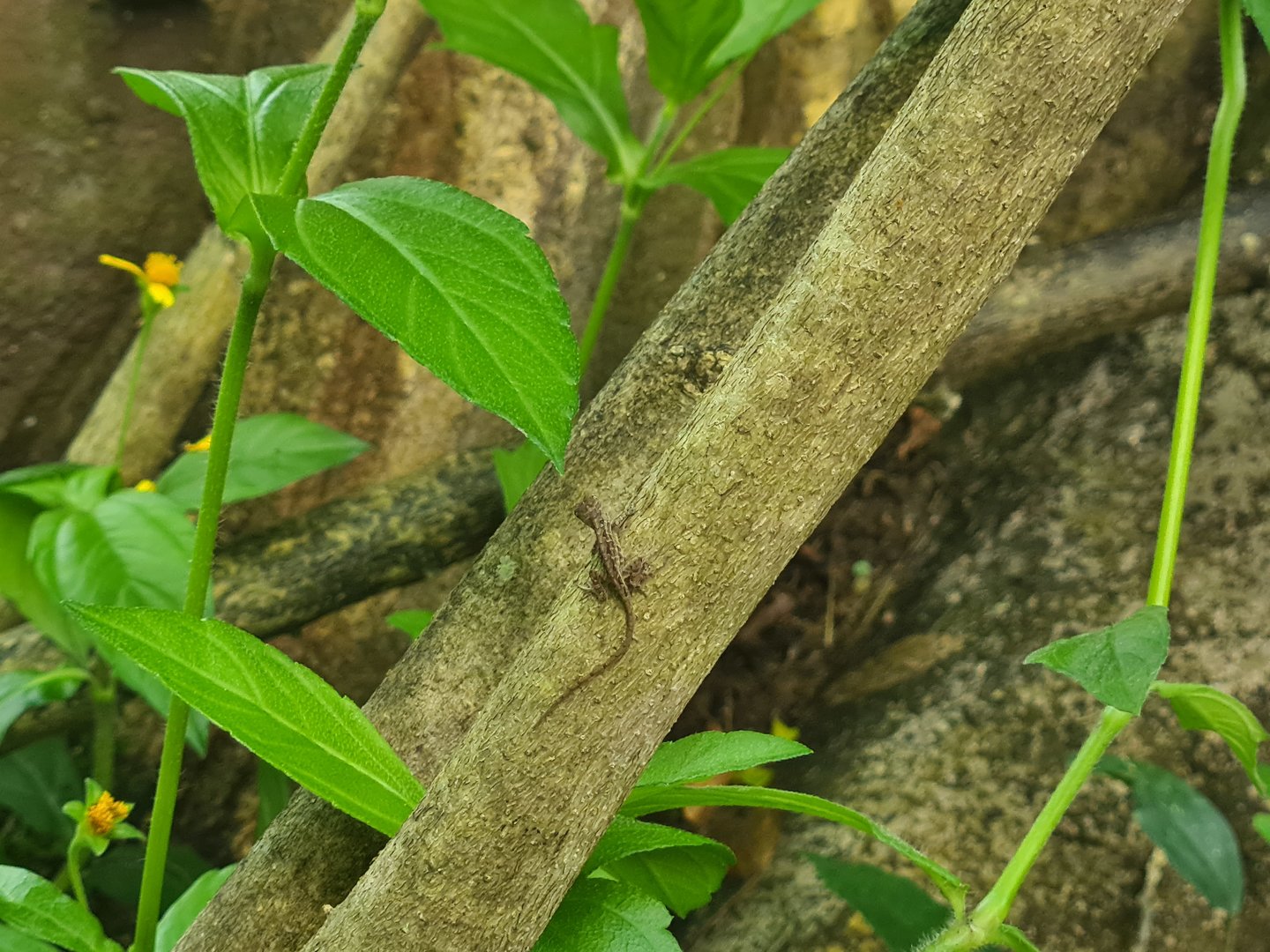 Butterfly temple - World's smollest anole