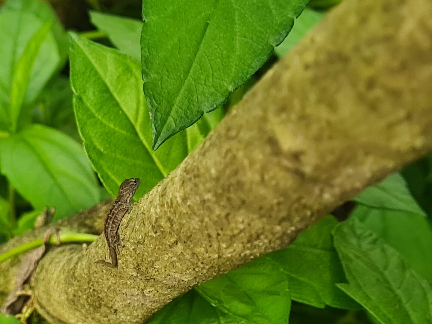 Butterfly temple - World's smollest anole