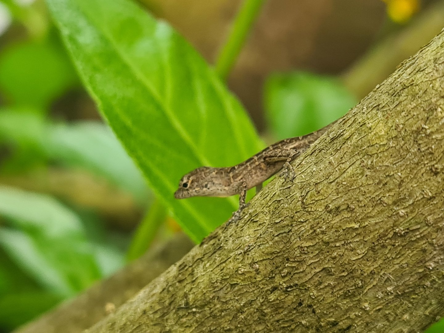Butterfly temple - World's smollest anole