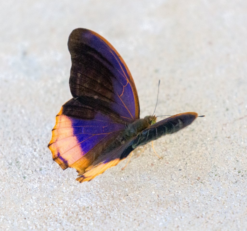 Butterfly (Terinos spp.)