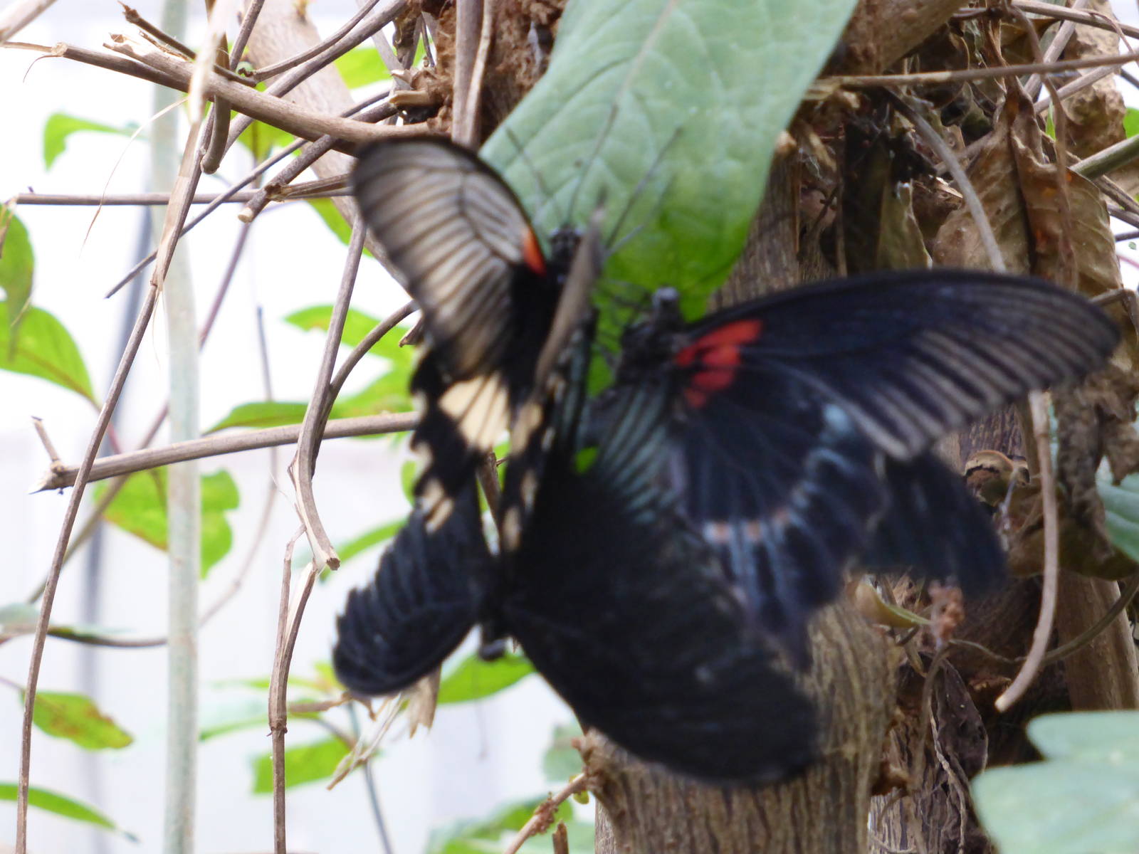 Butterfly ' threesome ' , species not identified .