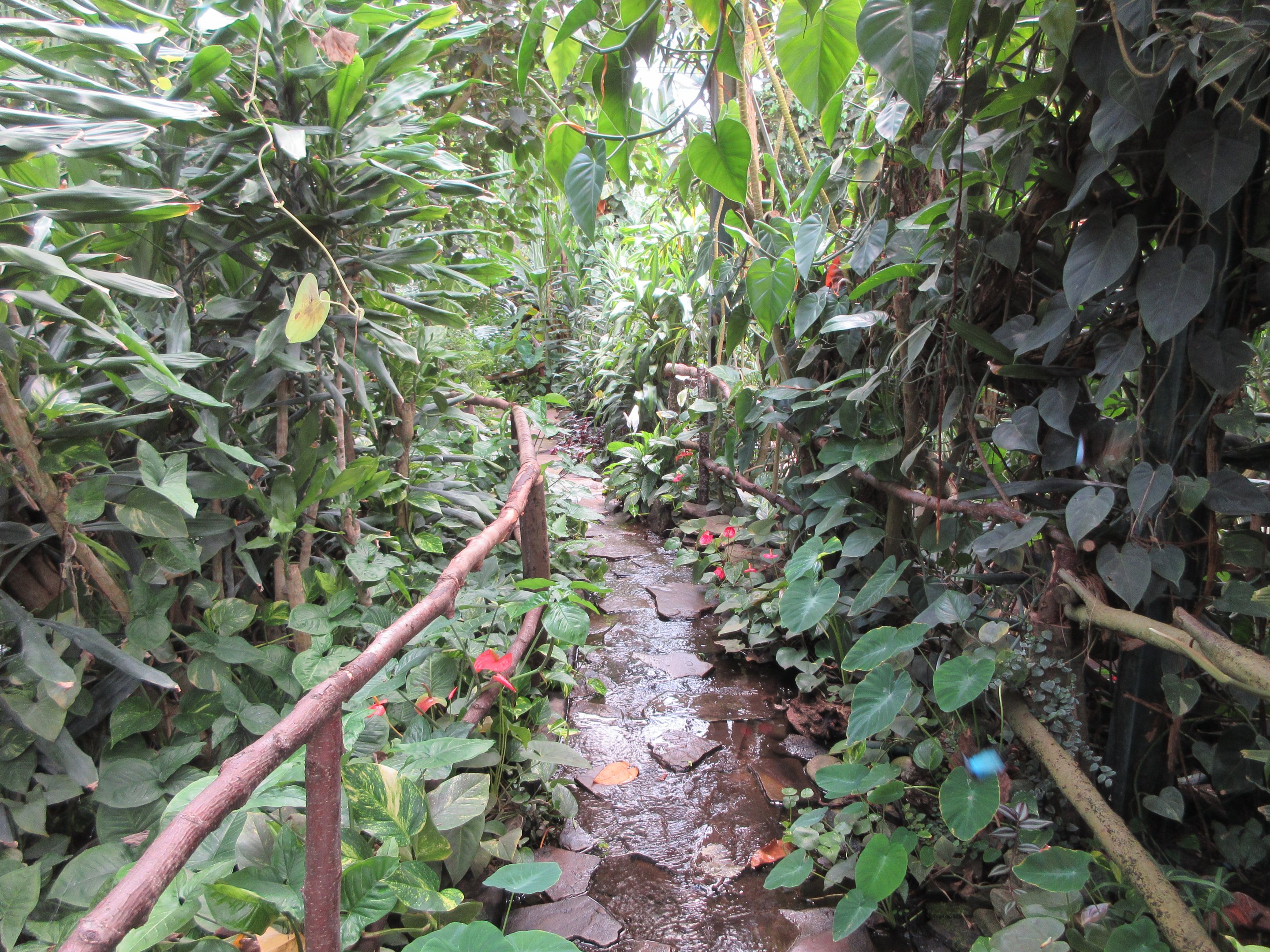 Butterfly Walk-Through Area - Watery Path