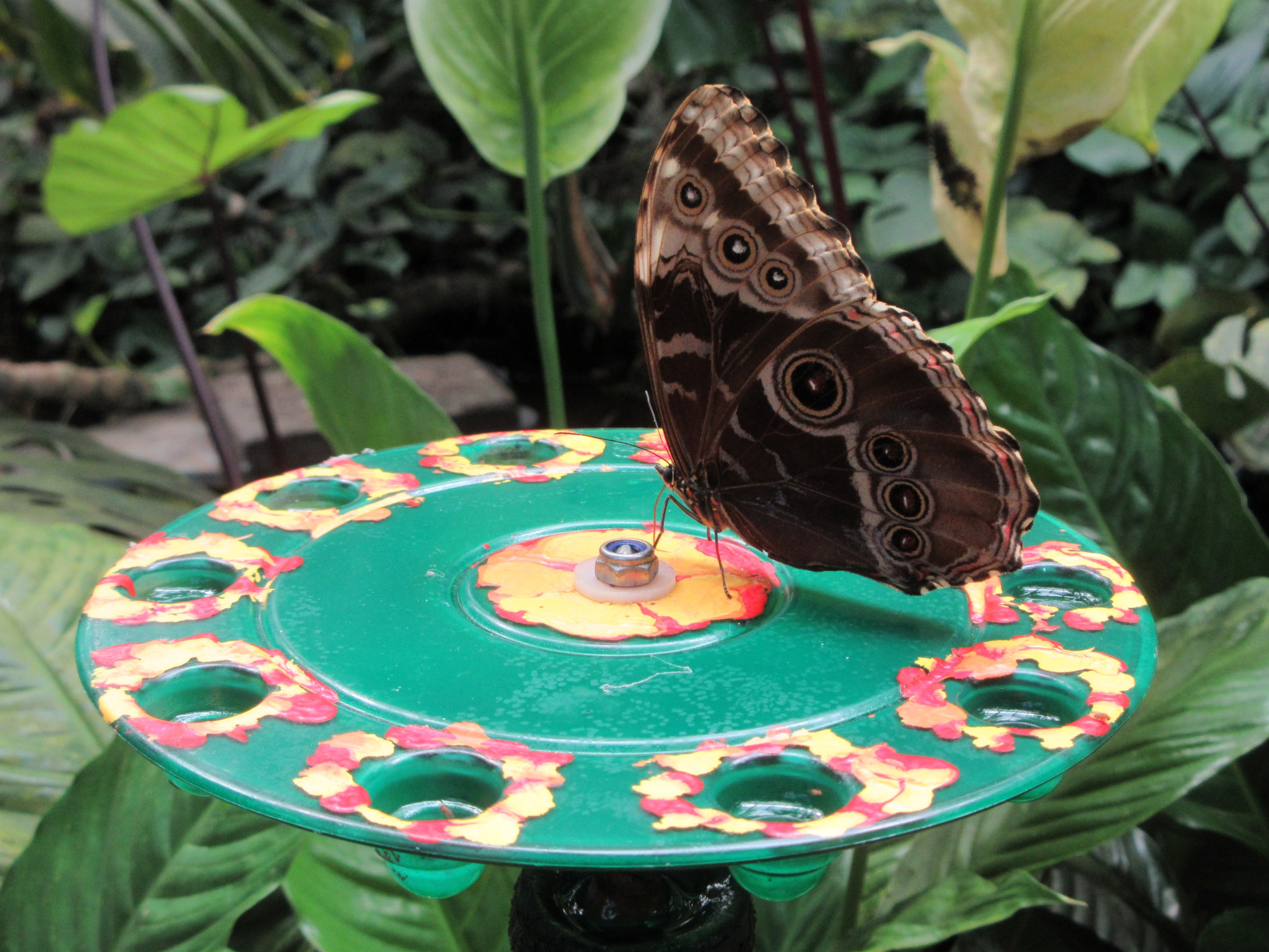 Butterfly Walk-Through Area