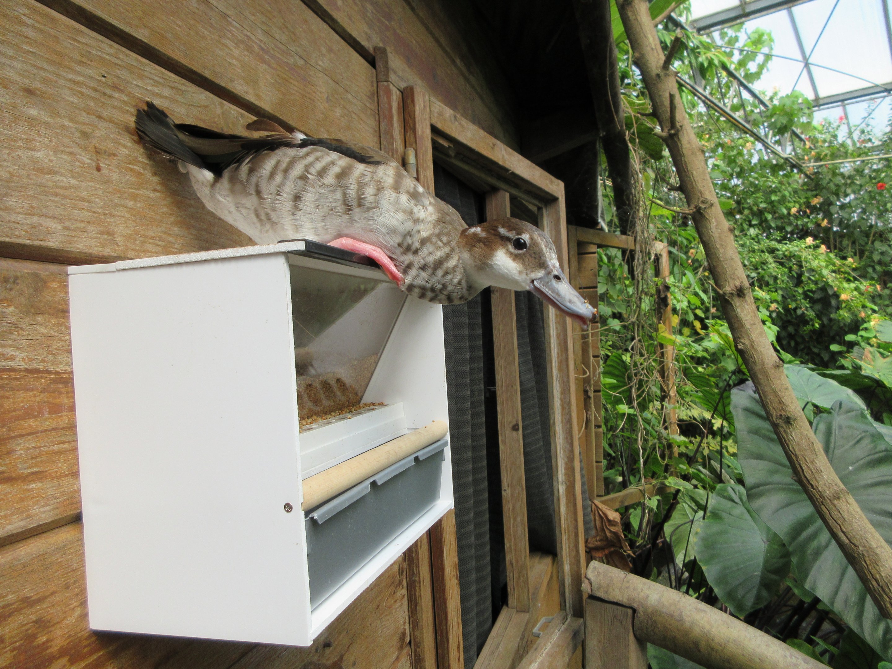 Butterfly Walk-Through Area