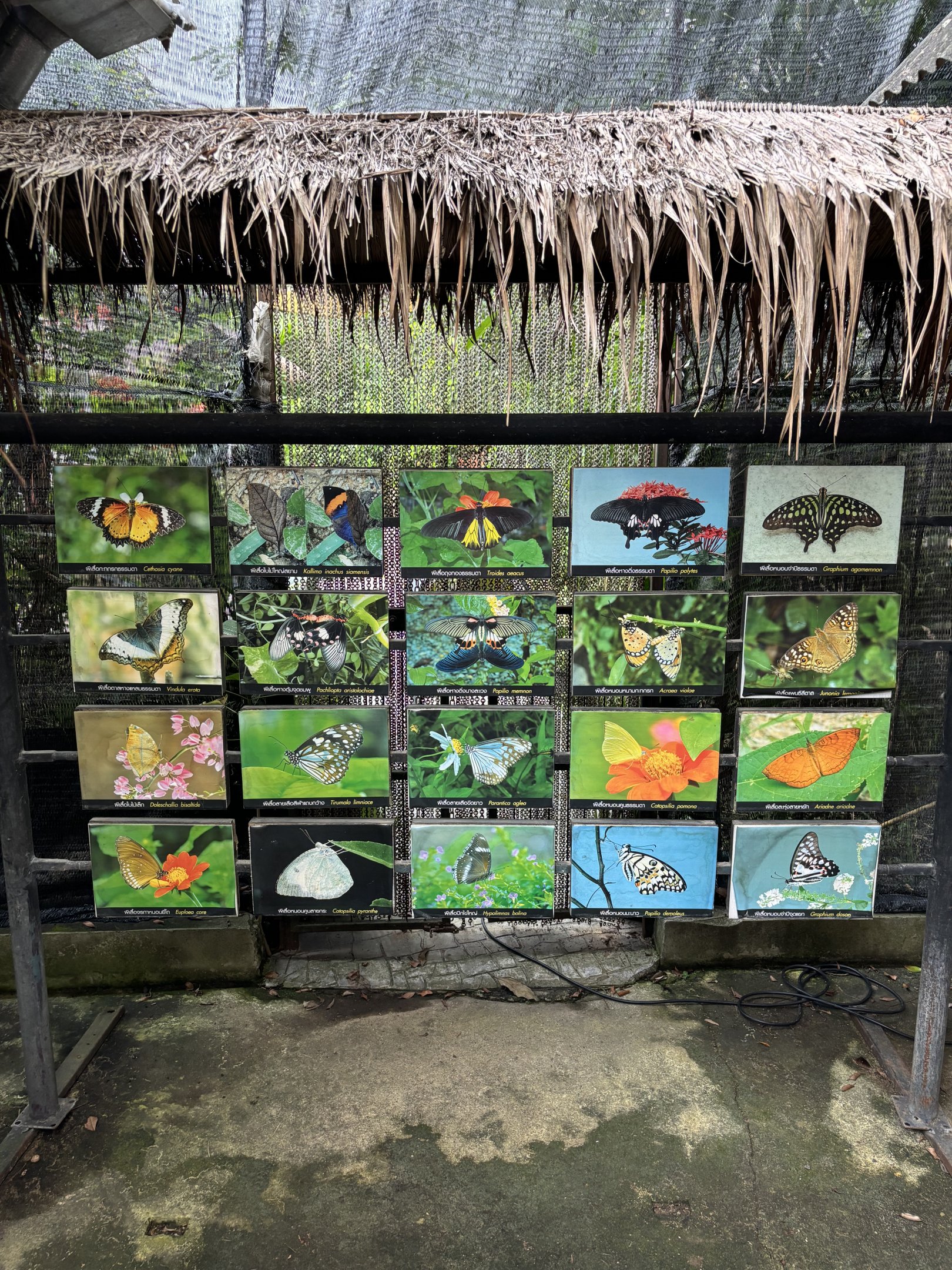 Butterfly Walk-through Sign