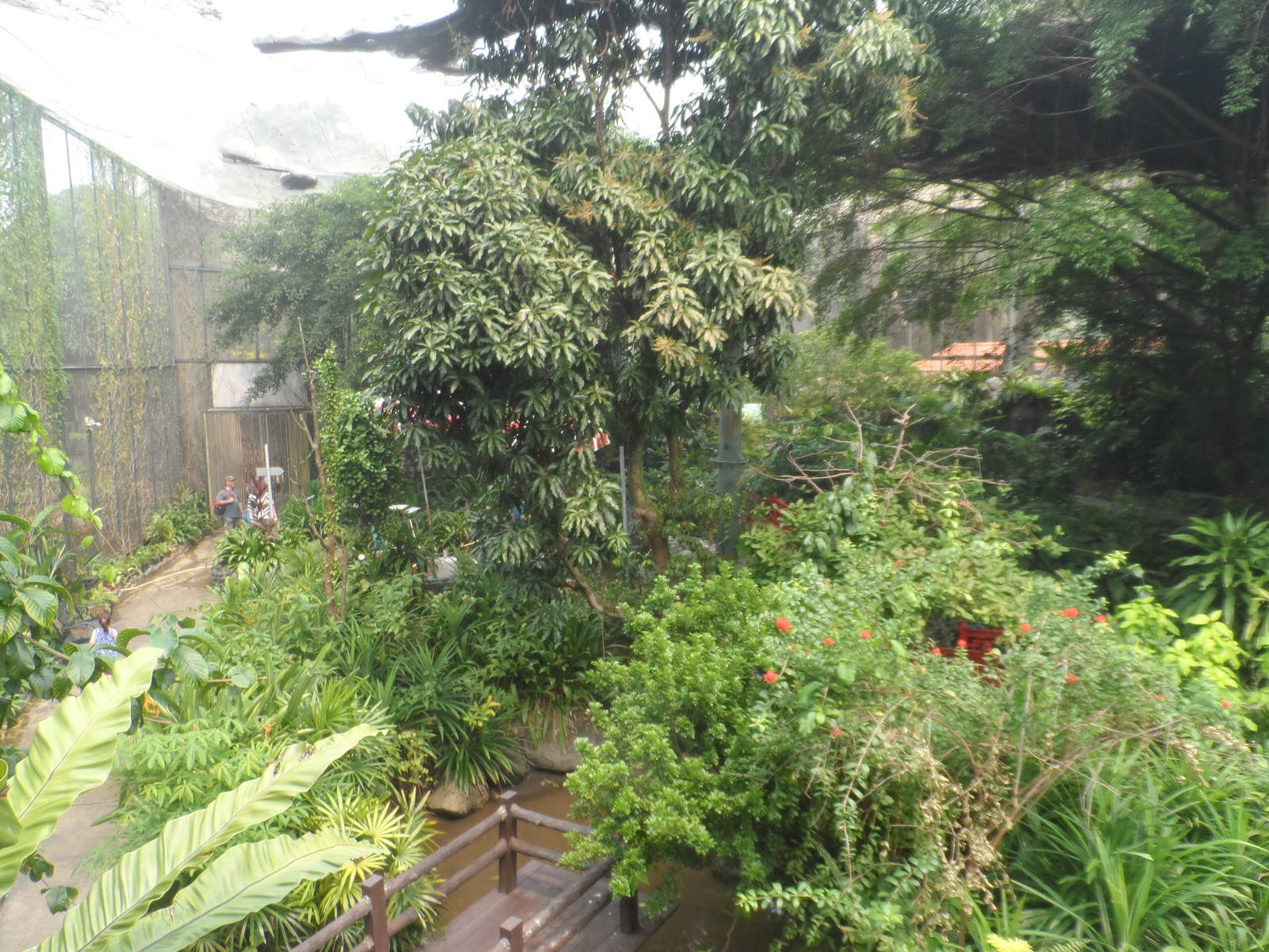 Butterfly Walk-through