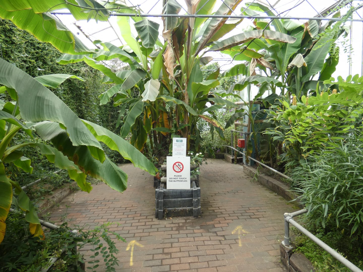 Butterfly walk-through