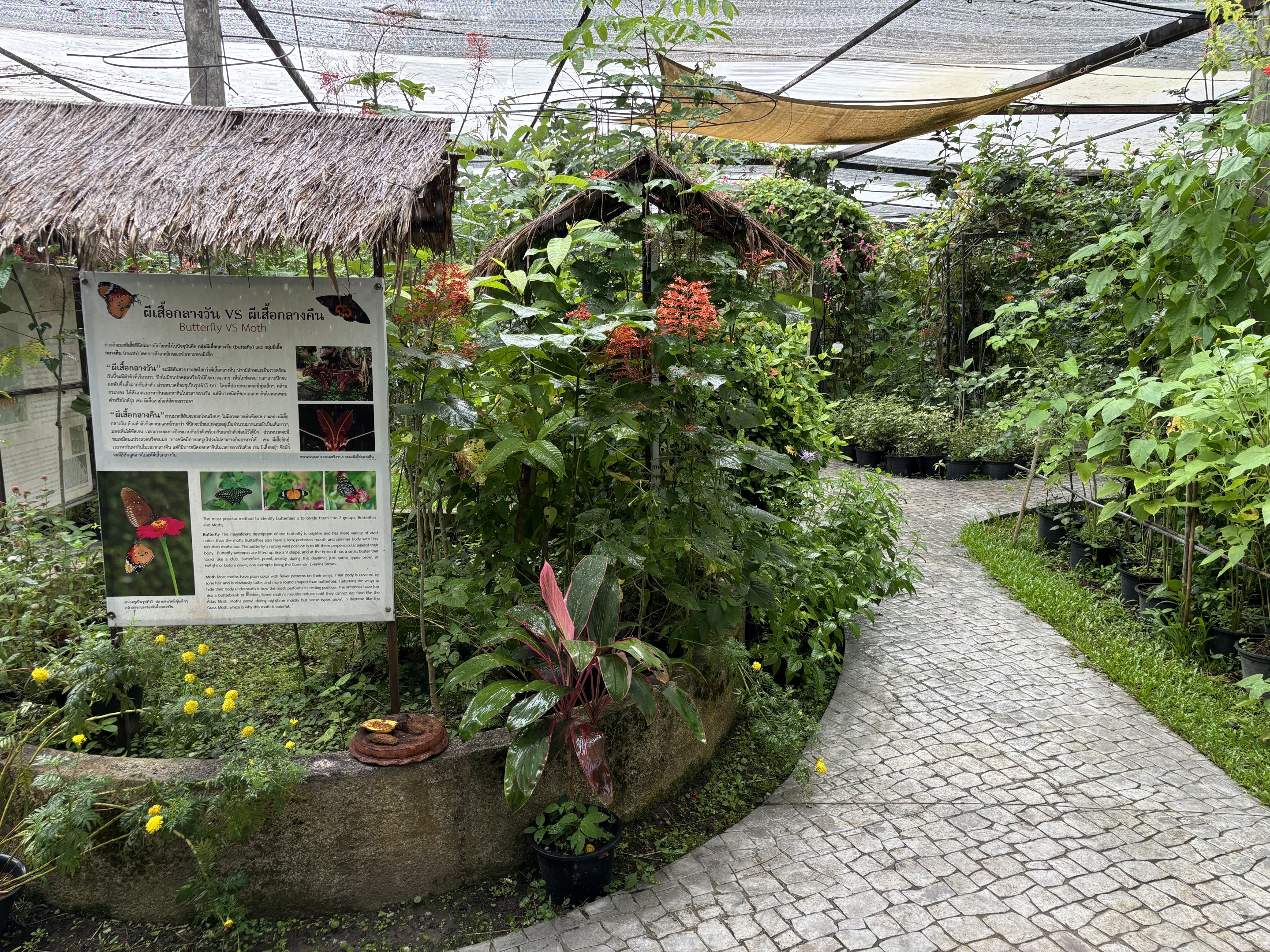 Butterfly Walk-through