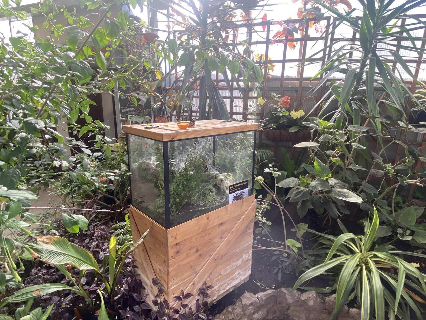 Butterfly Walkthrough 230922