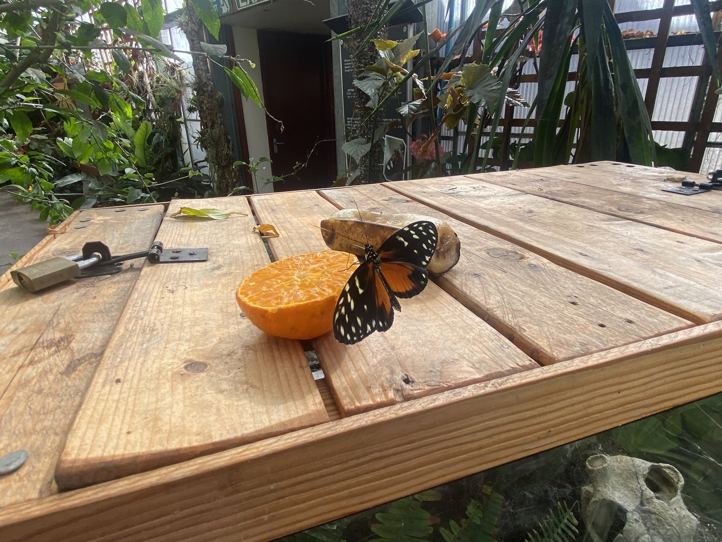 Butterfly Walkthrough 230922