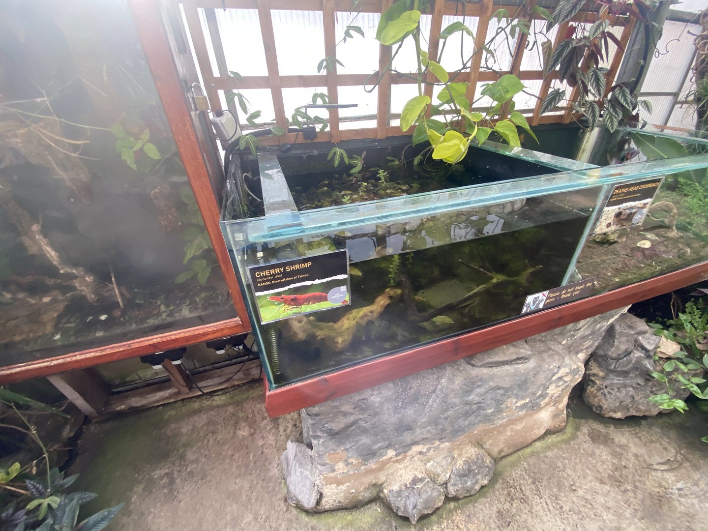 Butterfly Walkthrough - Cherry shrimp exhibit 230922