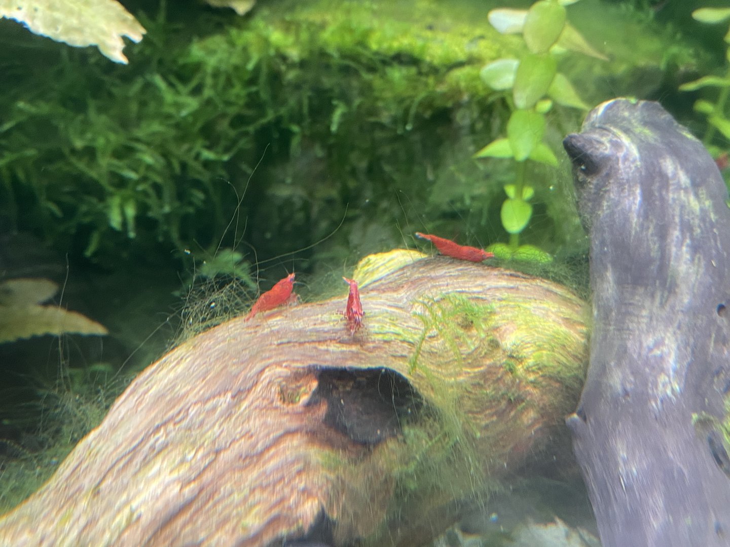 Butterfly Walkthrough - Cherry shrimps 230922