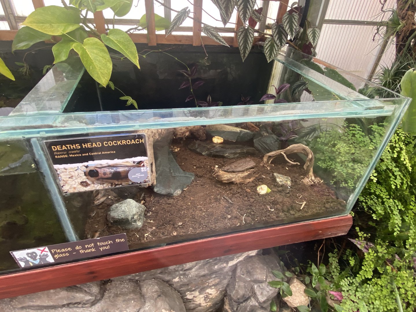 Butterfly Walkthrough - Death-head cockroach exhibit 230922