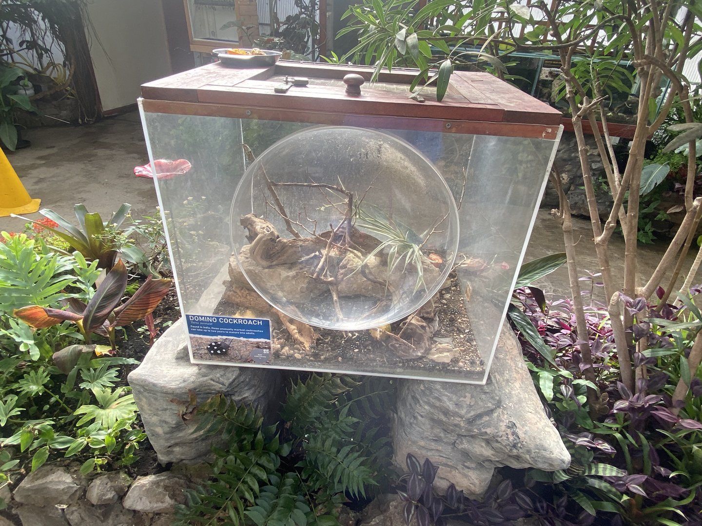 Butterfly Walkthrough - Domino cockroach exhibit 230922