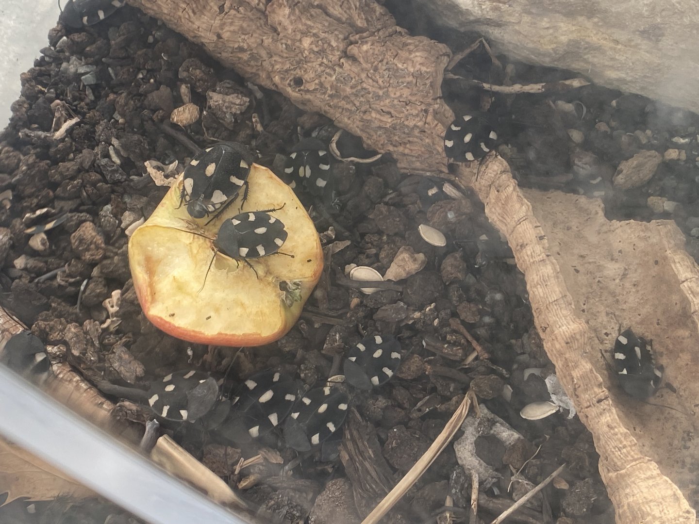 Butterfly Walkthrough - Domino cockroaches 230922